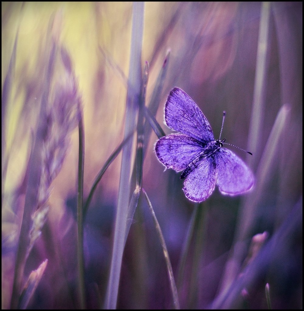 Фиолетовая природа