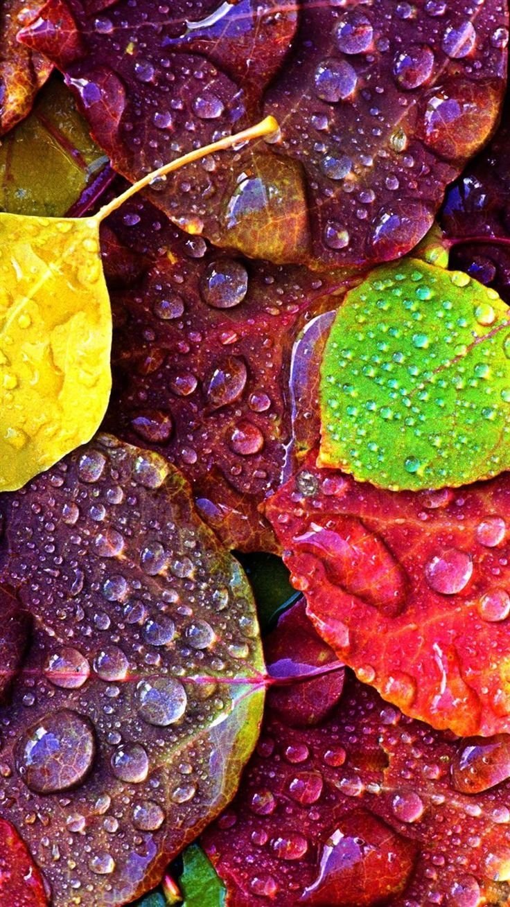 Фотообои для телефона вертикальные