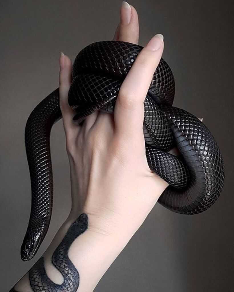 Королевская нигрита
