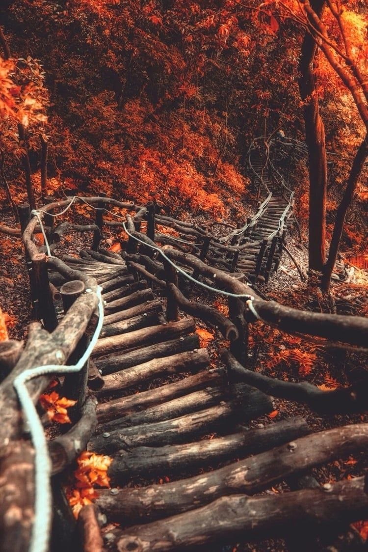 Осень в лесу