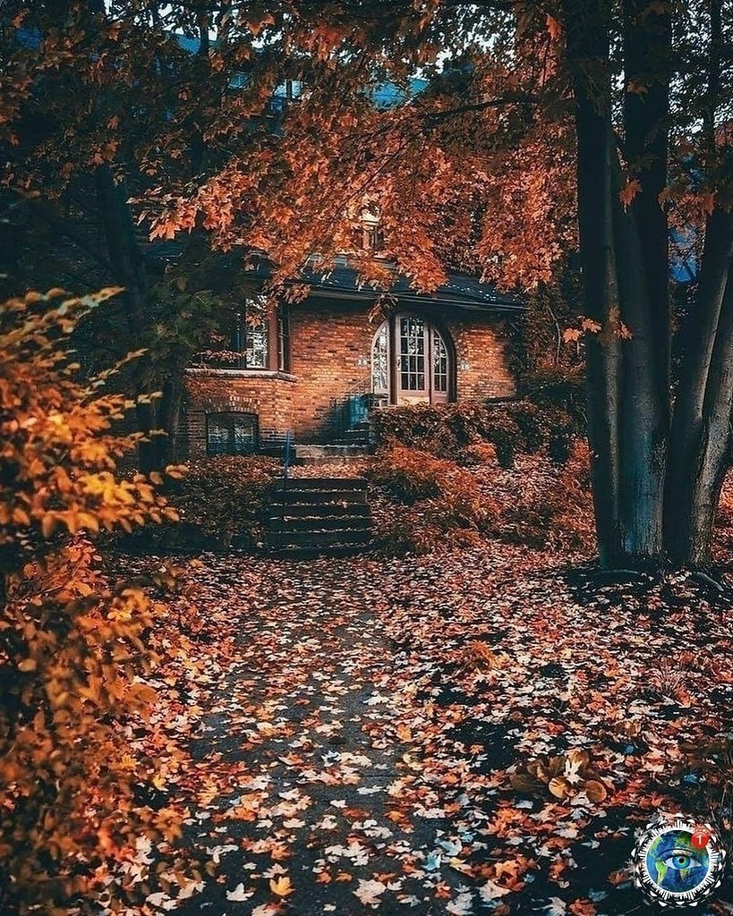 Дождливый лес