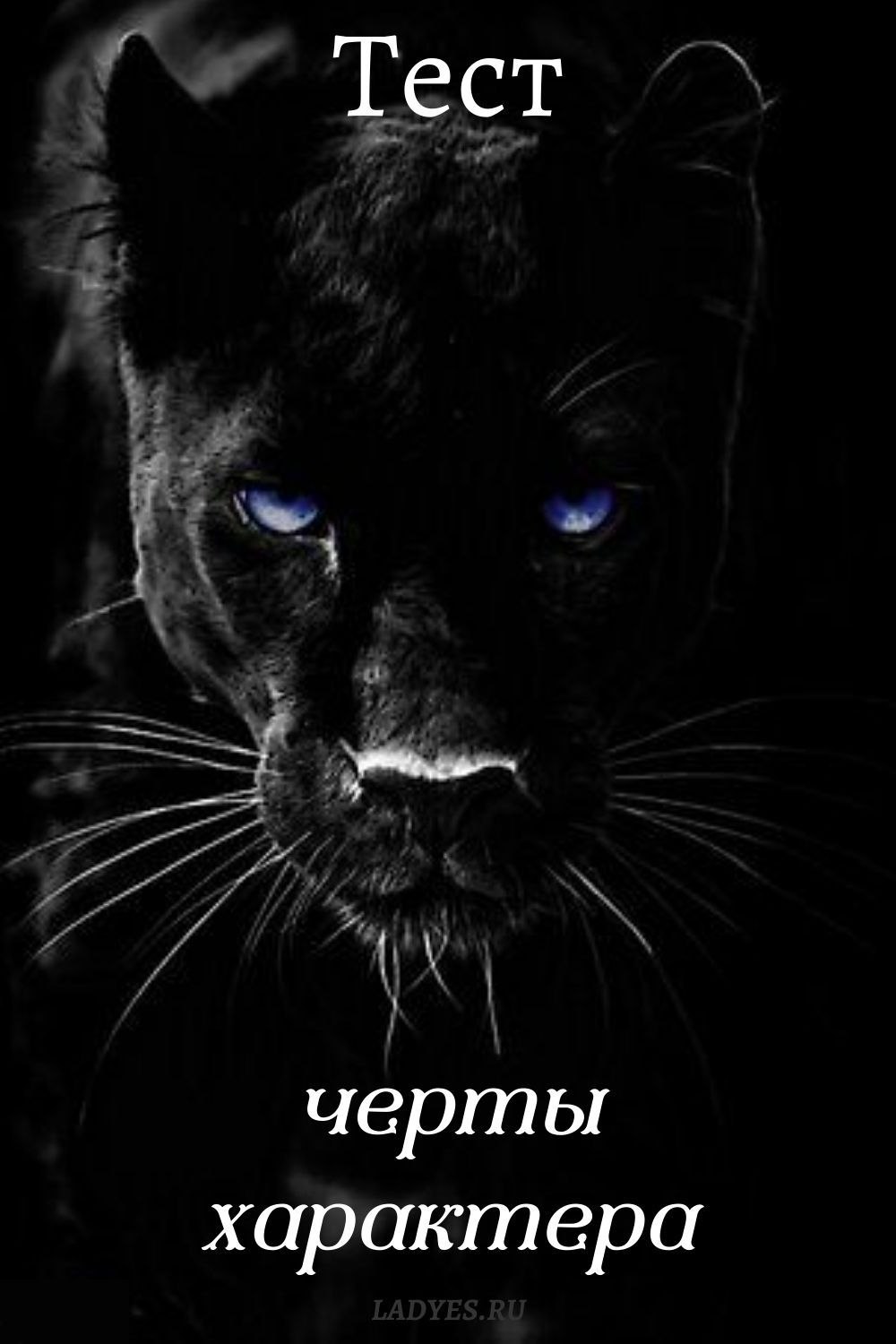 Пантера на черном фоне обои