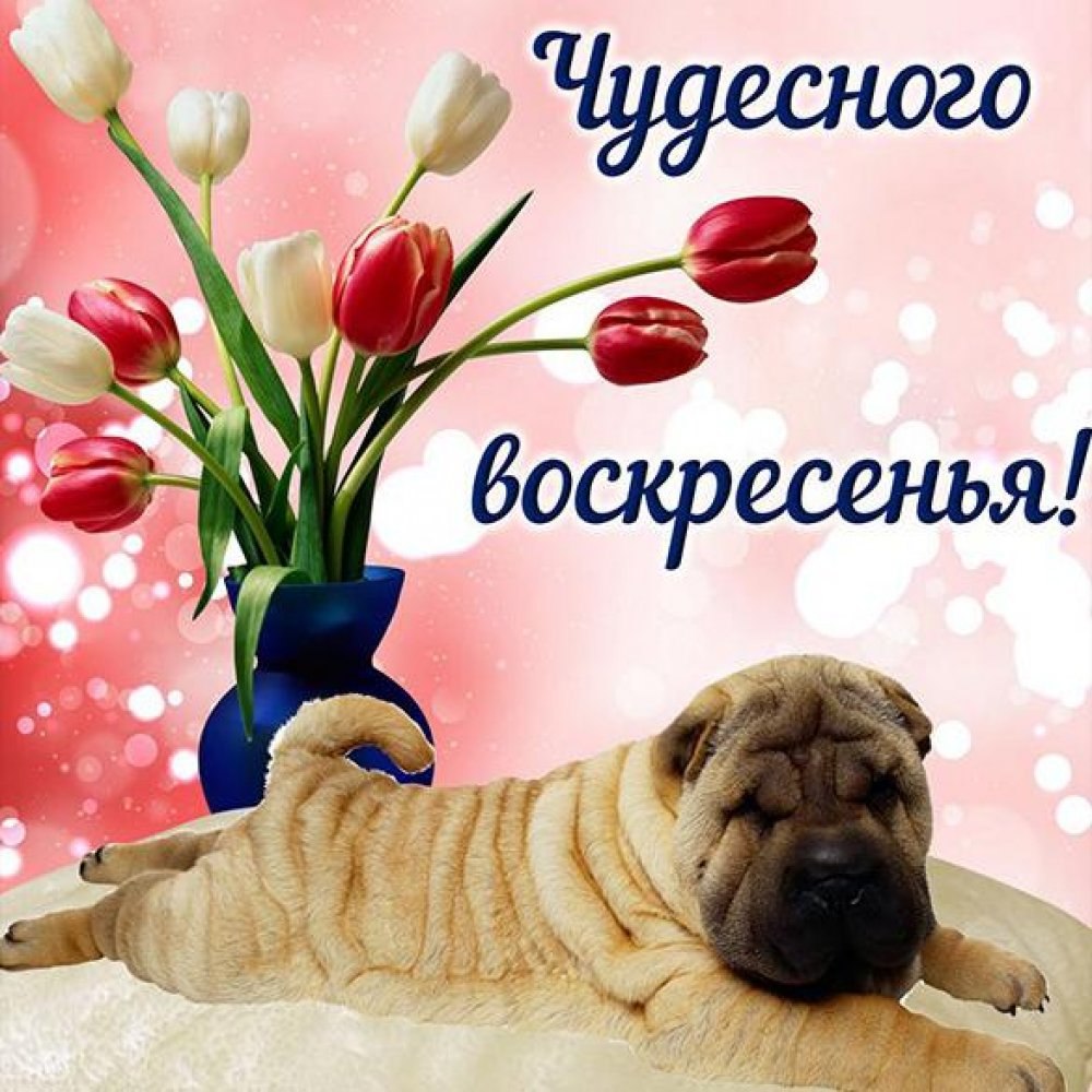 Доброго и хорошего дня цветы