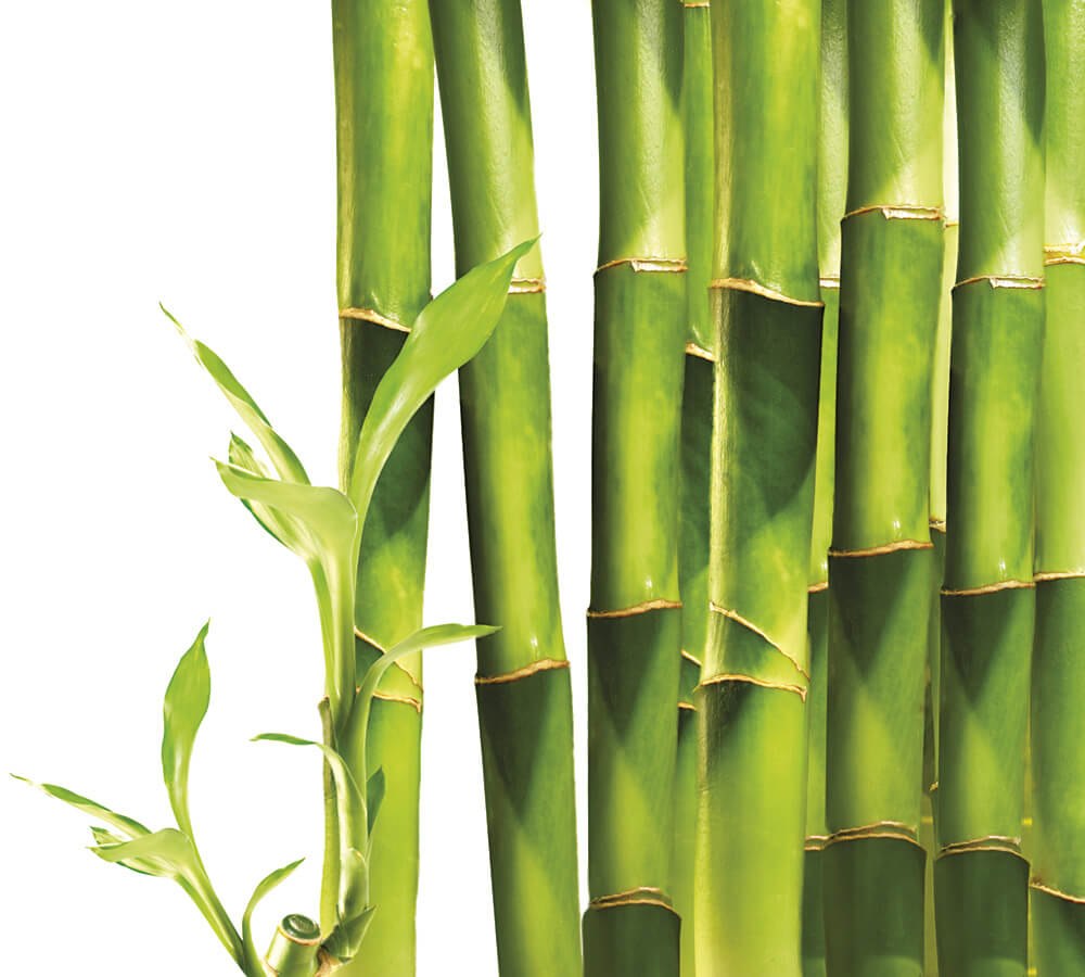 "Bamboo" "Bamboo. Bamboo (LP)"