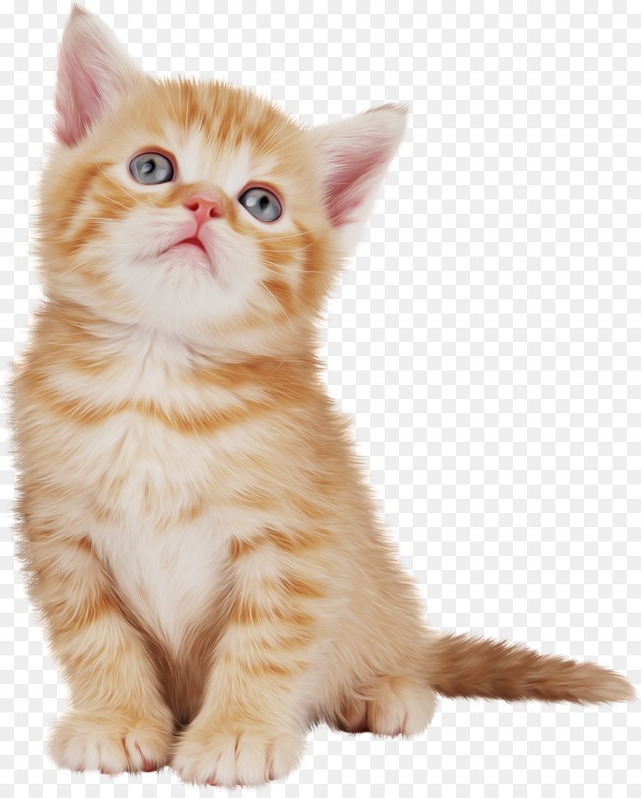 Британский вислоухий кот