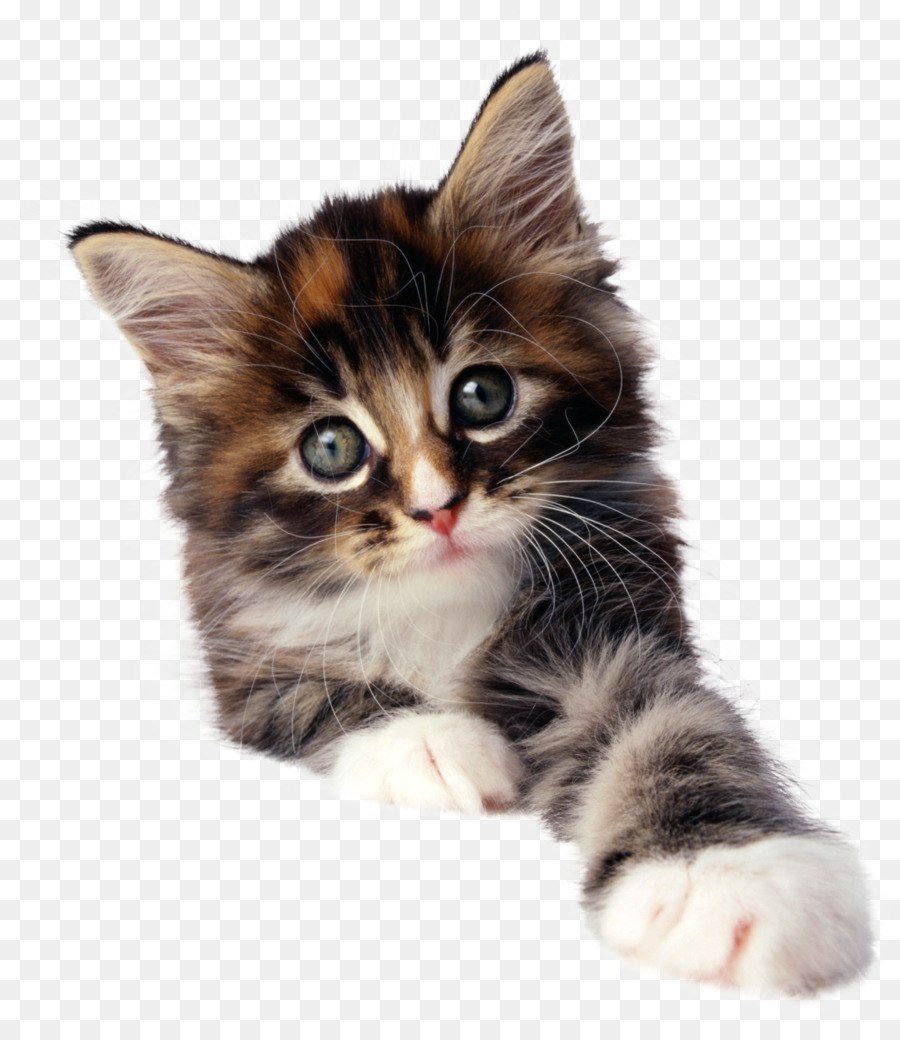 Кот на белом фоне