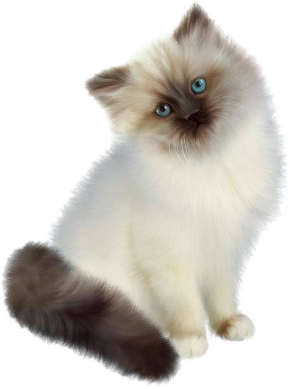 Сибирская длинношерстная кошка