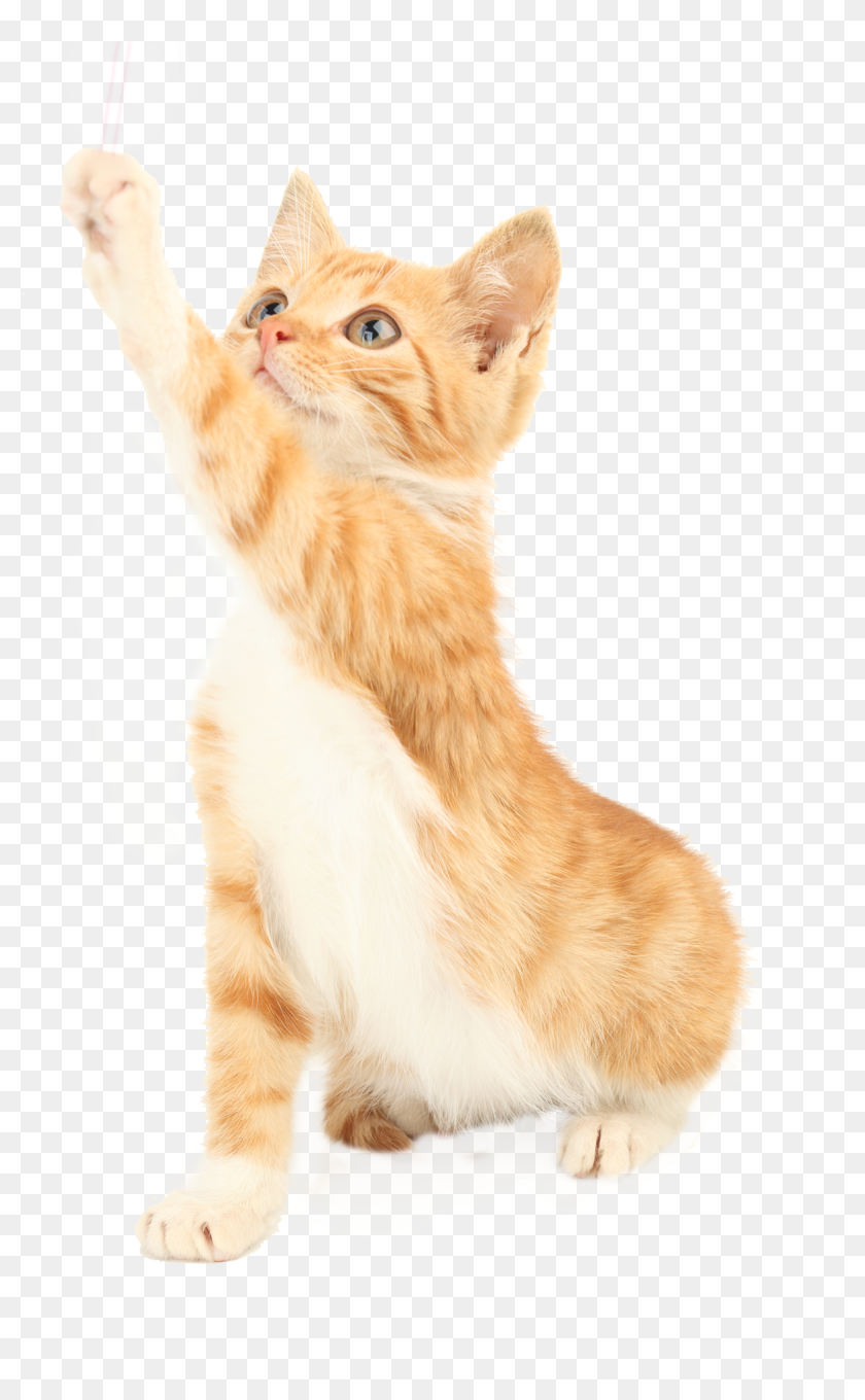 Кошка без фона