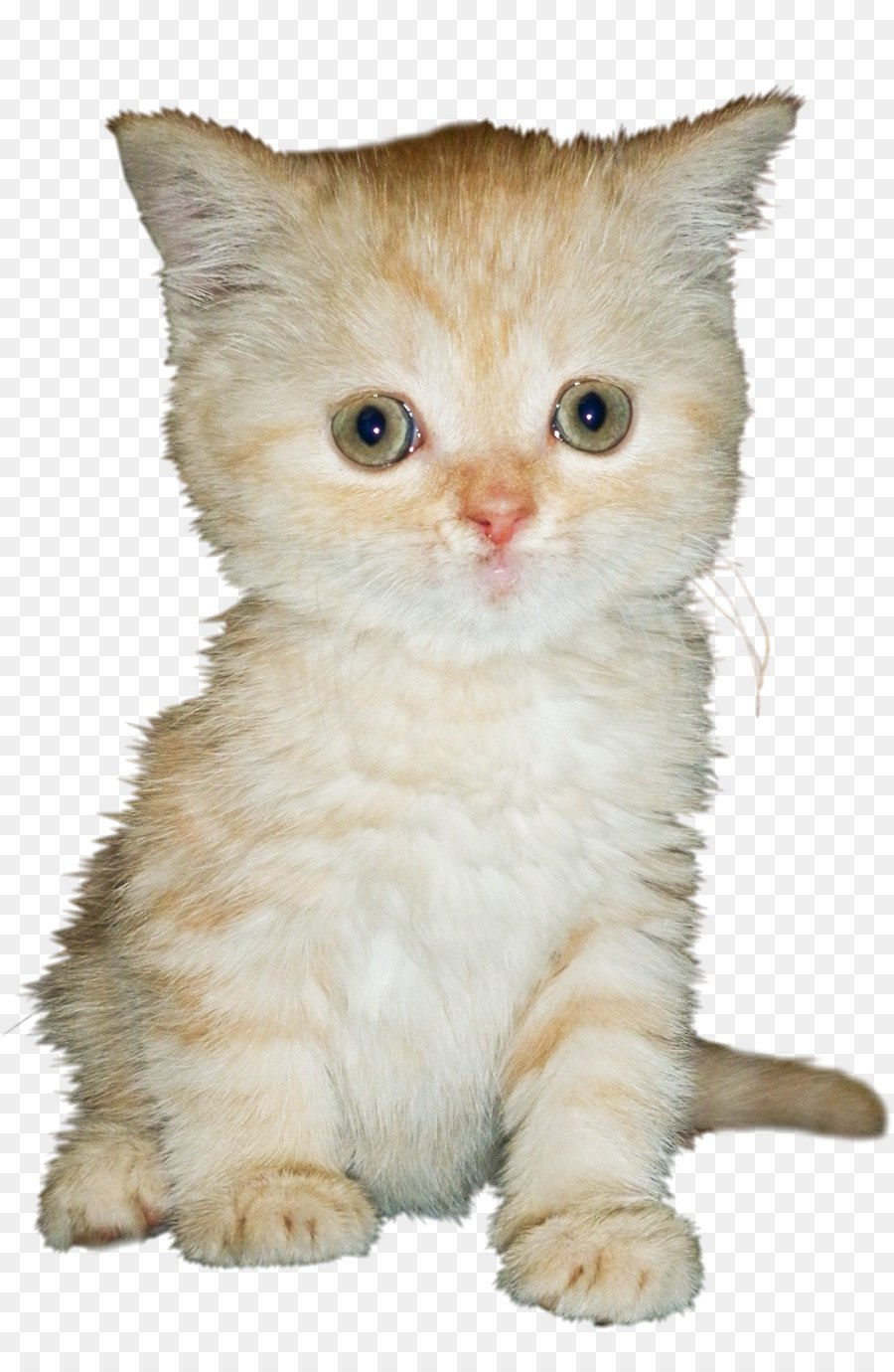 Кот на прозрачном фоне