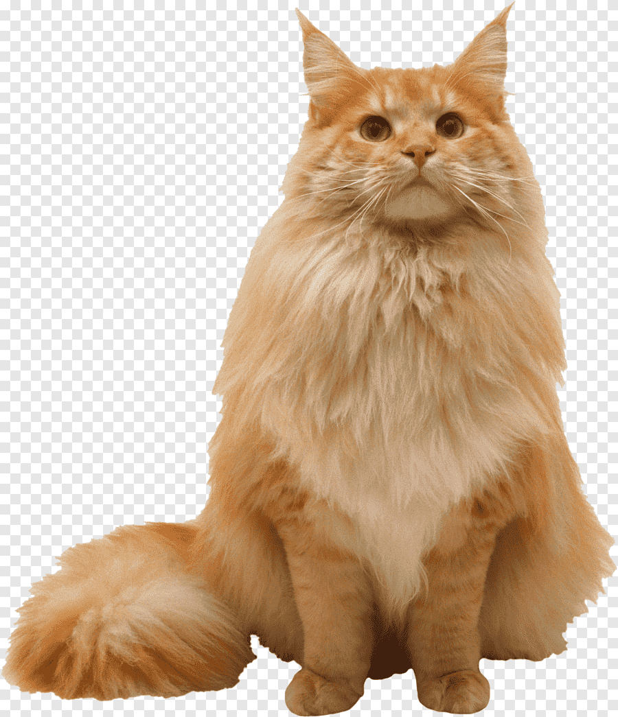 Сиамская кошка короткошерстная
