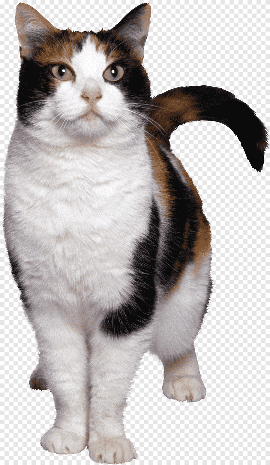 Рыжий котёнок