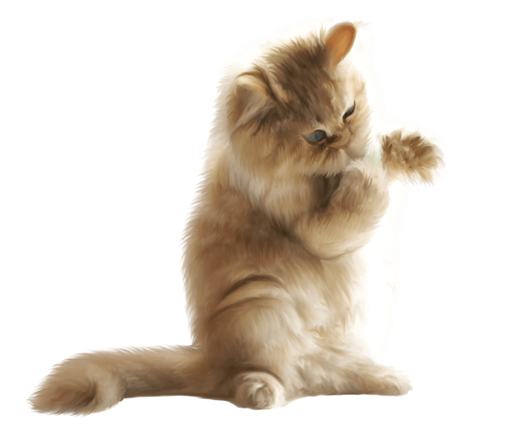 Кошка на белом фоне