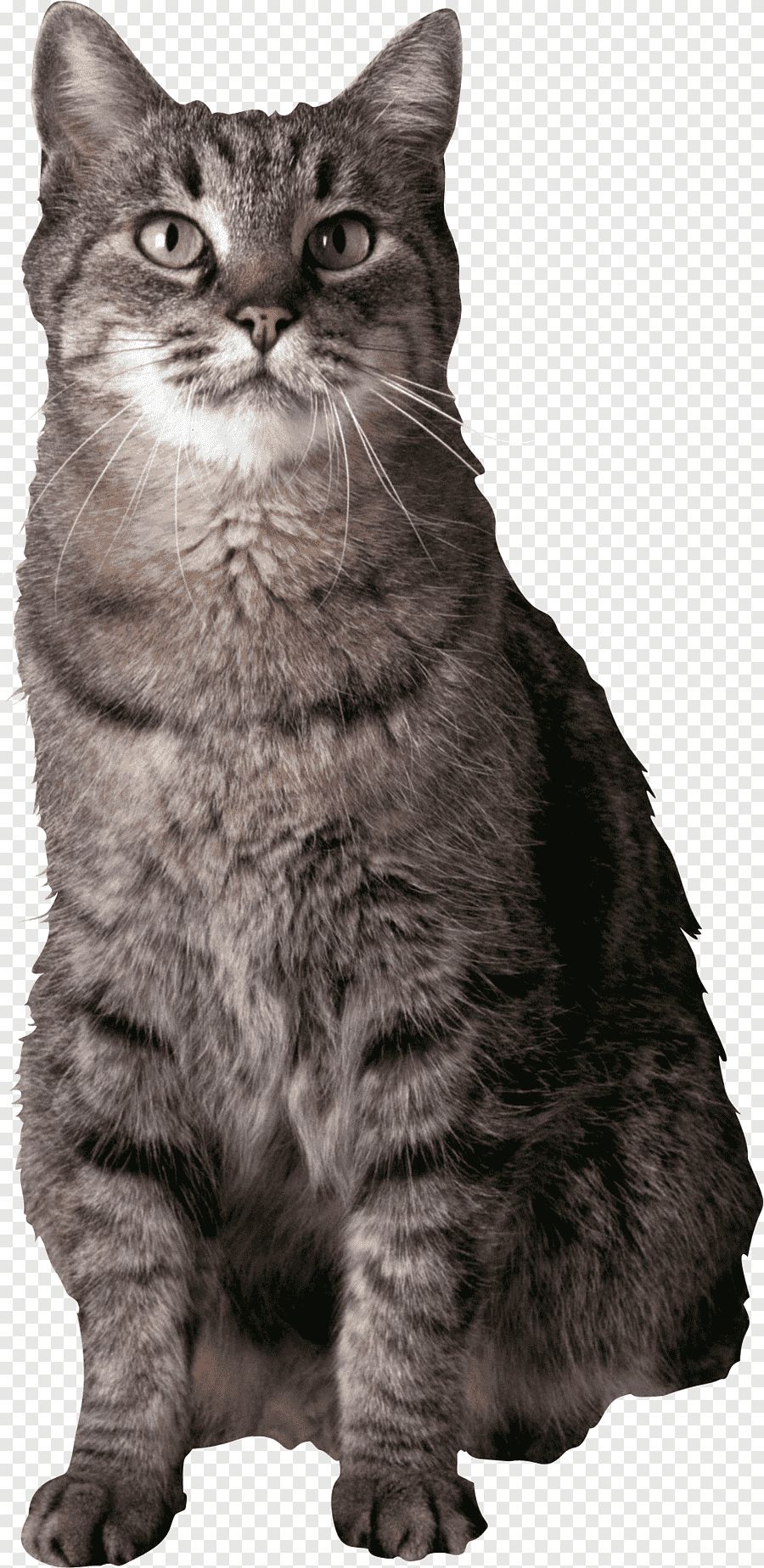 Котенок на прозрачном фоне