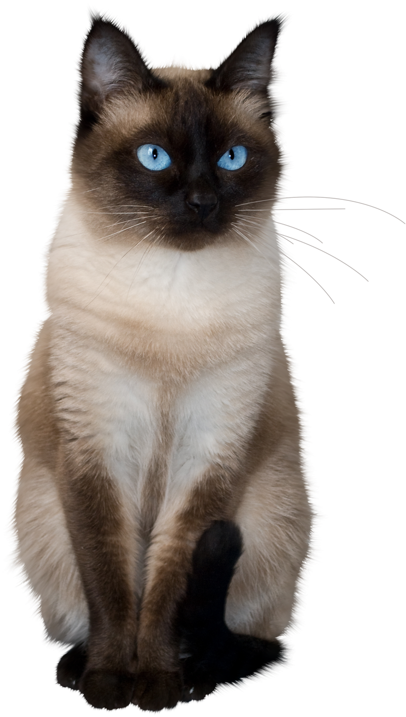 Кошка на прозрачном фоне