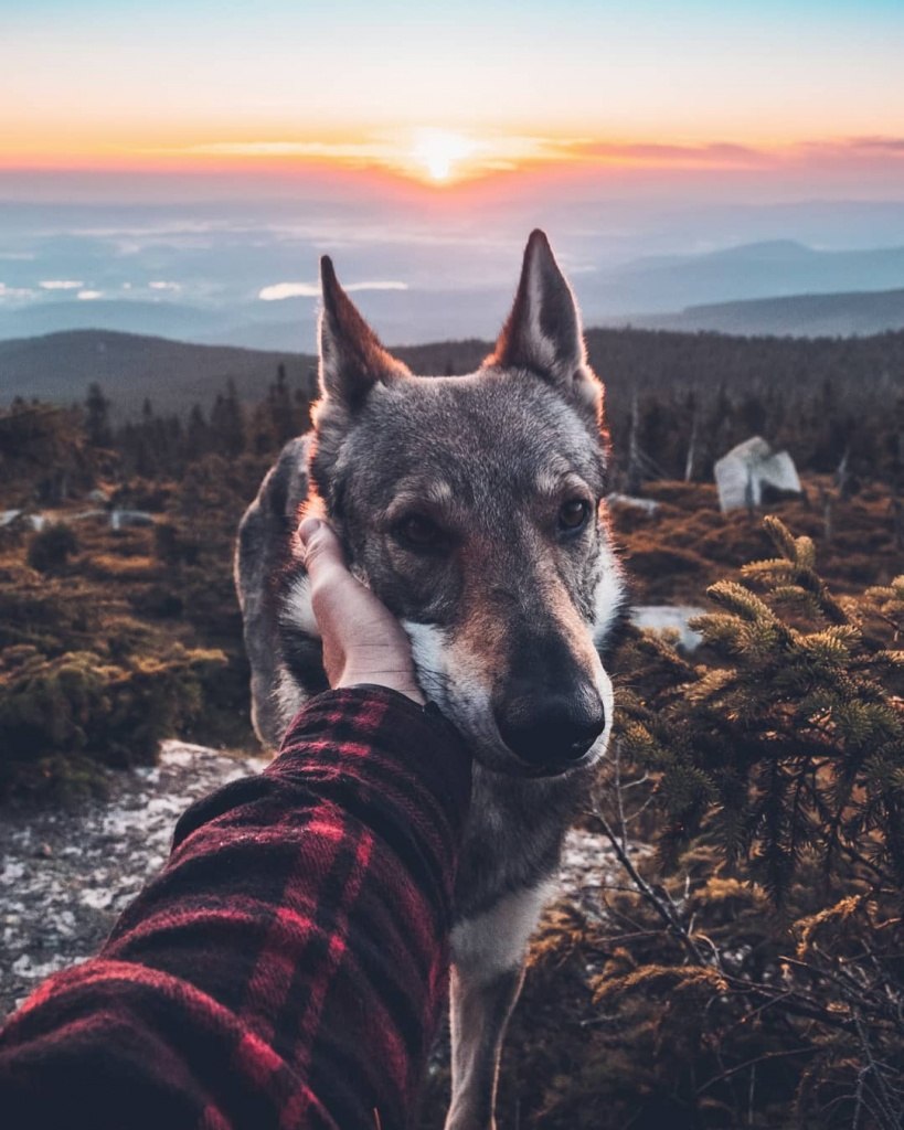 Крутые фотосессии с собаками