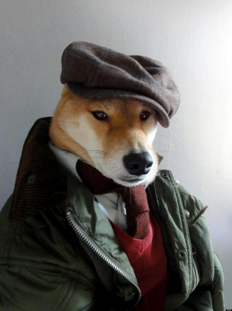 Пес Бодхи