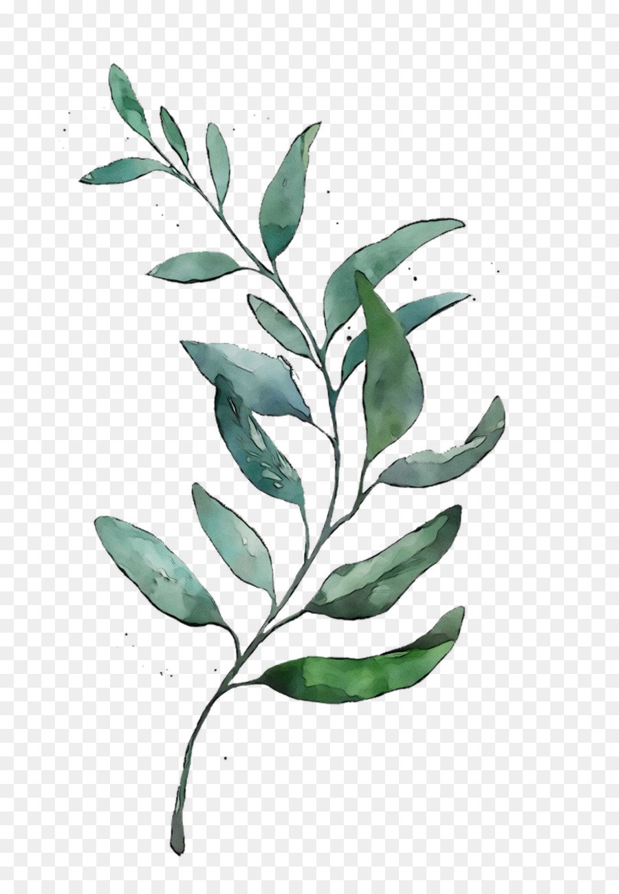 Eucalyptus стебель