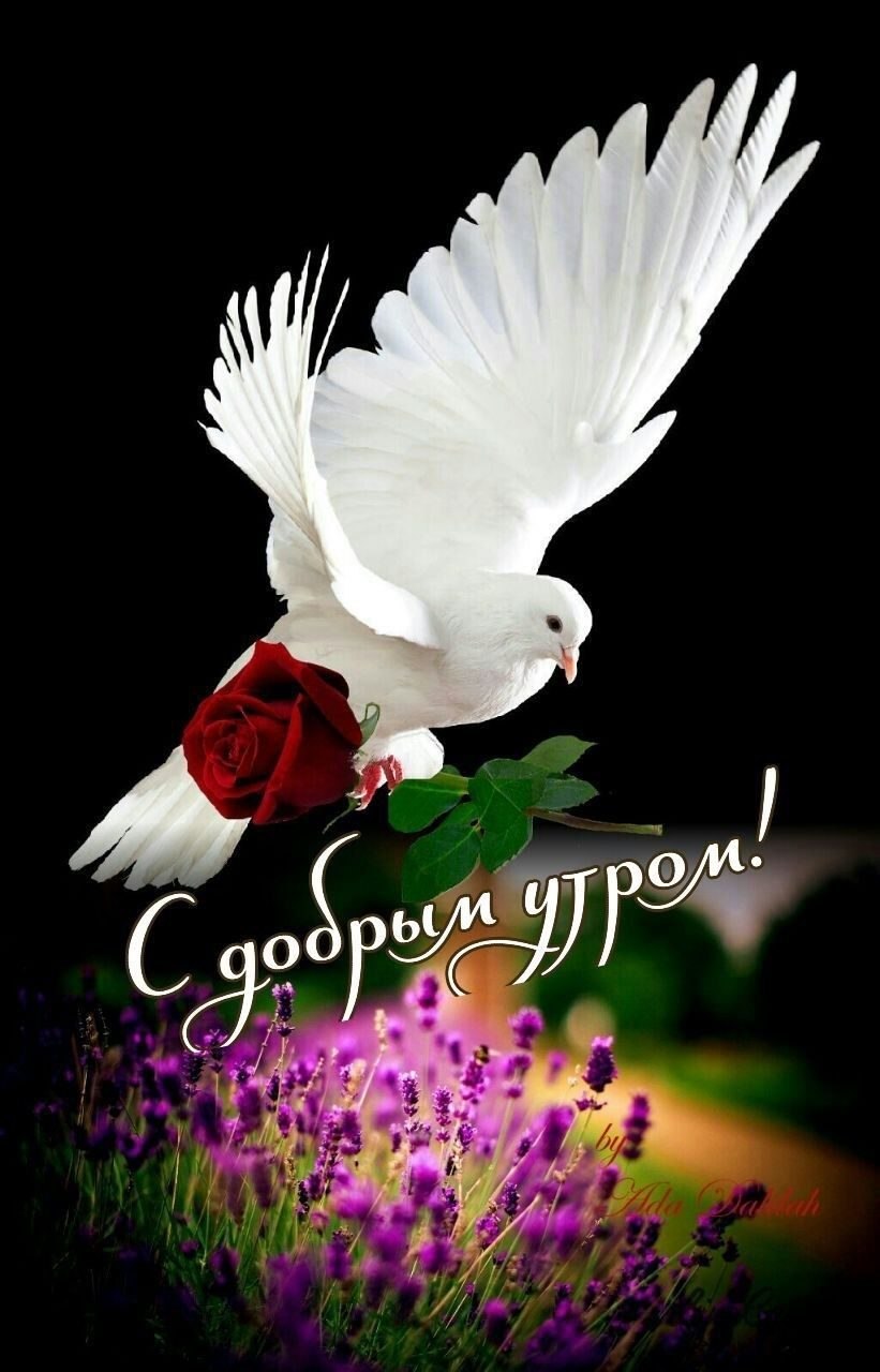 Открытки с голубями