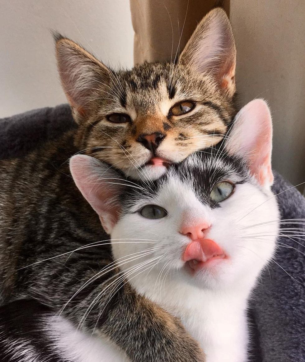 Милые котята
