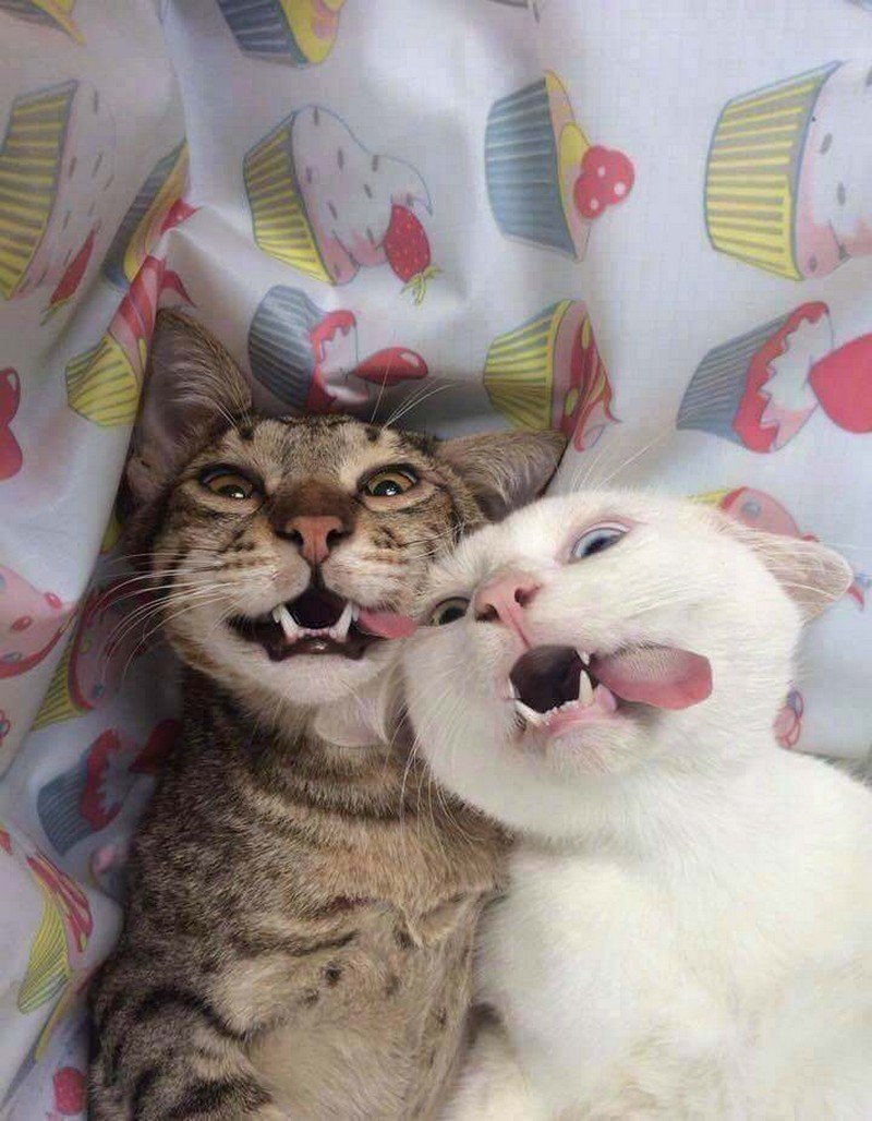 Ежик и котенок