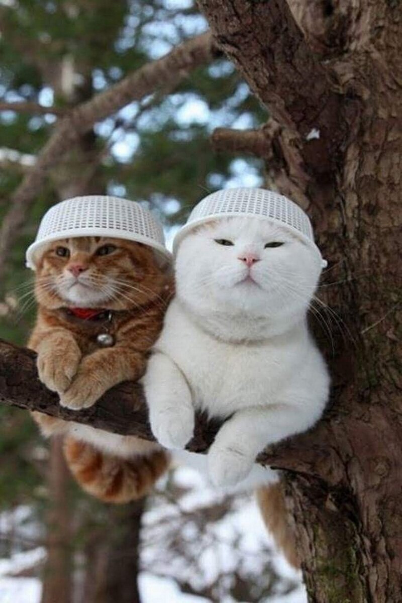 Брюнетка с тигром