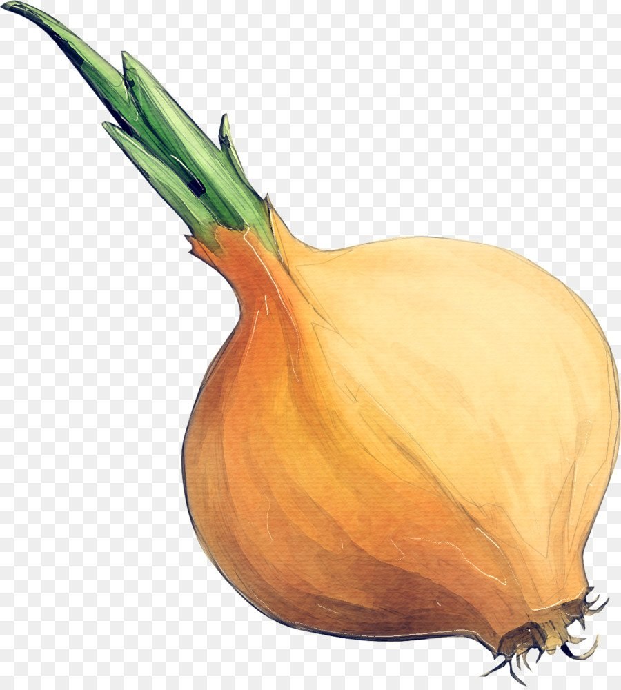 Лук овощ