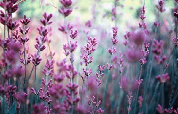Фиолетовый цветы полевые Lavanda