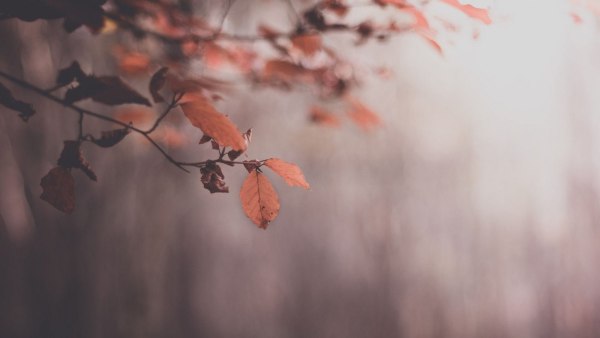 Солнечная осень Эстетика