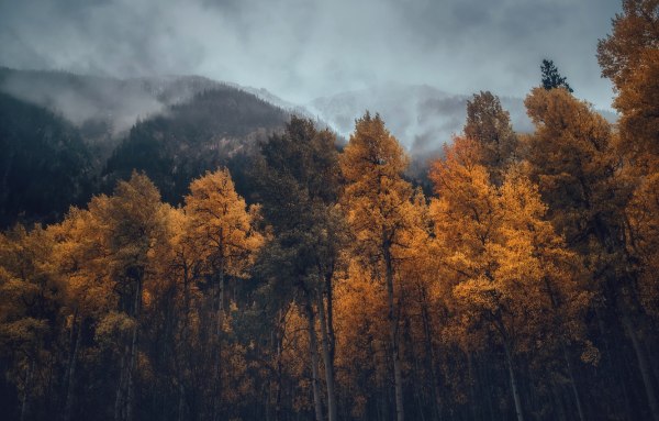 Горы лес осень туман