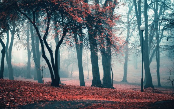 Красное дерево пейзаж
