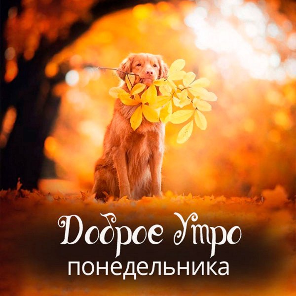 Осень яблоки