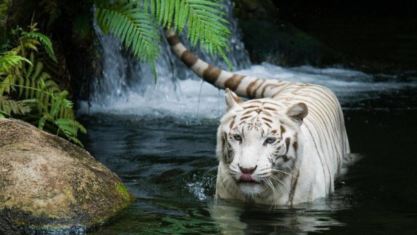 Красота животных