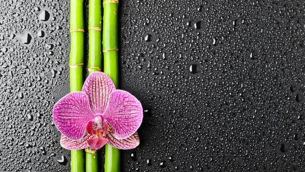 Фаленопсис Bamboo Nancy