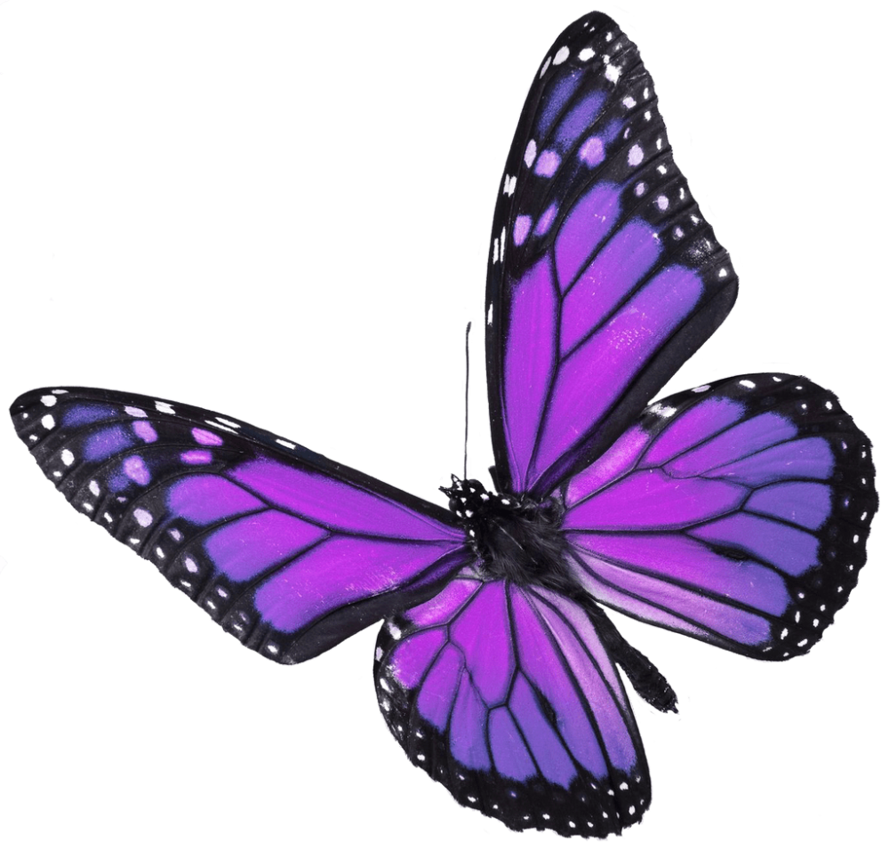 Morpho Zephyritis
