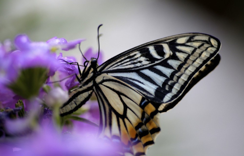 Morpho Menelaus бабочка