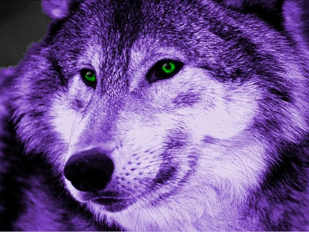 Фиолетовая лиса