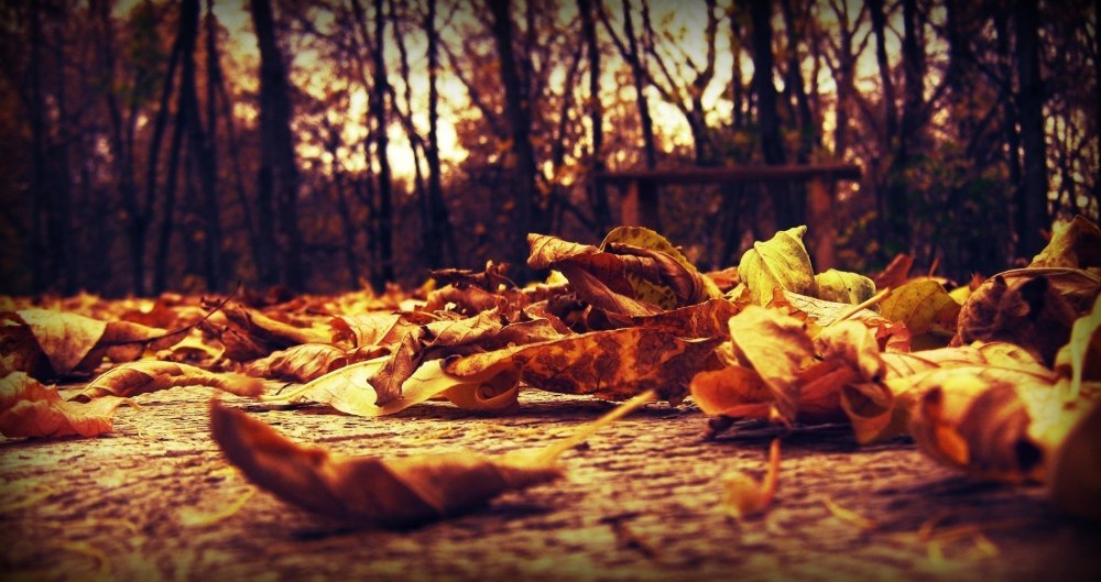 Коричневые листья
