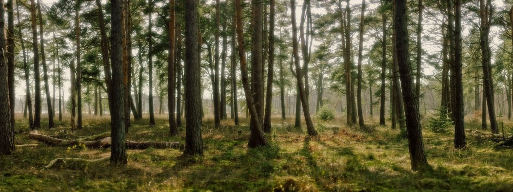 Длинная панорама леса