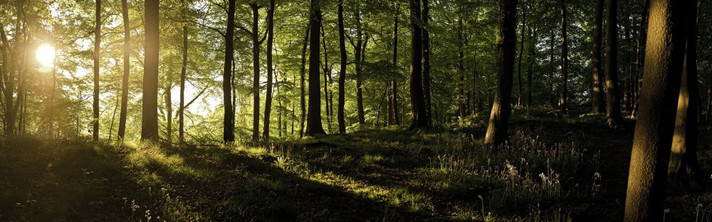 Лес панорама