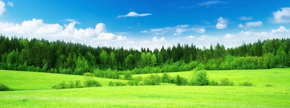 Лес панорама