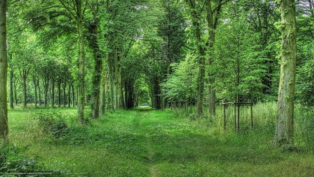 Панорамное изображение леса