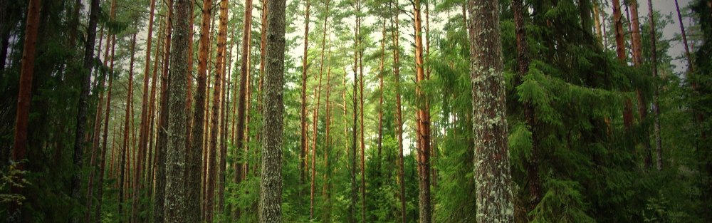 Лес панорама