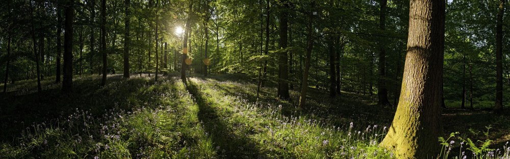 Панорама леса