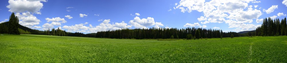 Панорама леса