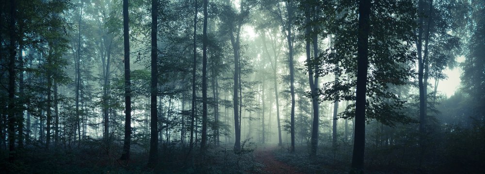 Ночной лес панорама