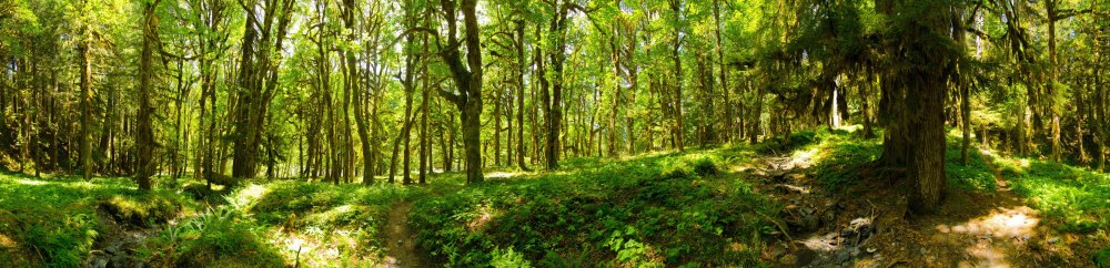 HDRI 360 Forest