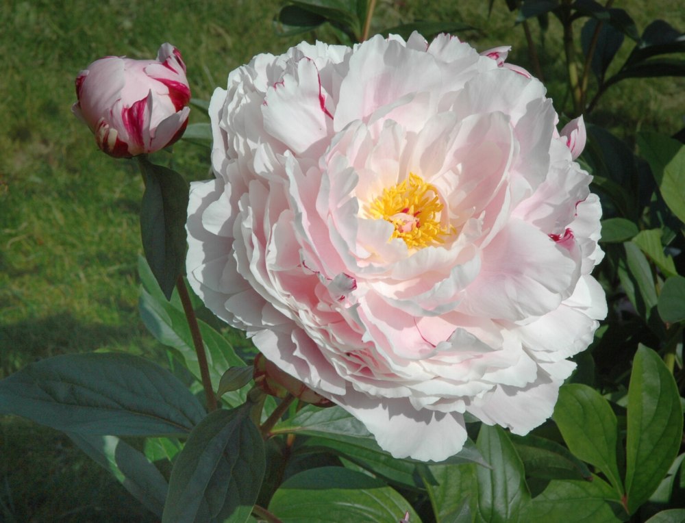 Paeonia lactiflora ’Reine Hortense’