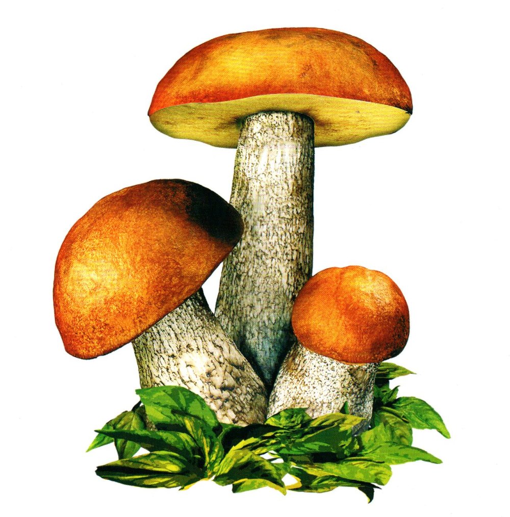 Корзинки с кремом