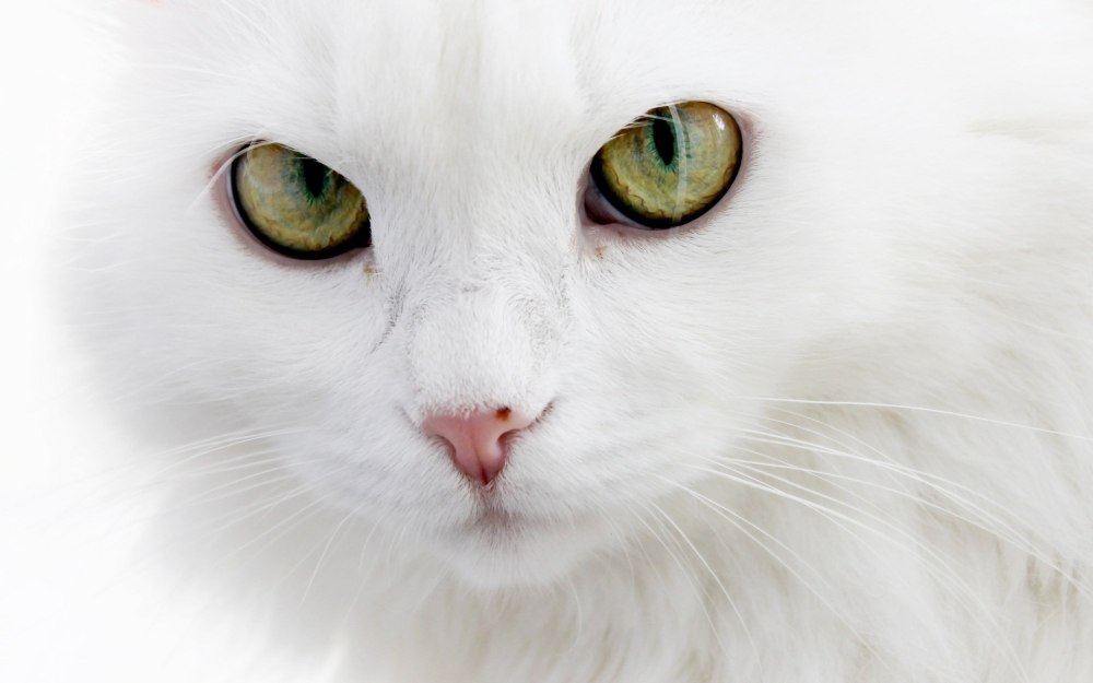 Кошка белая