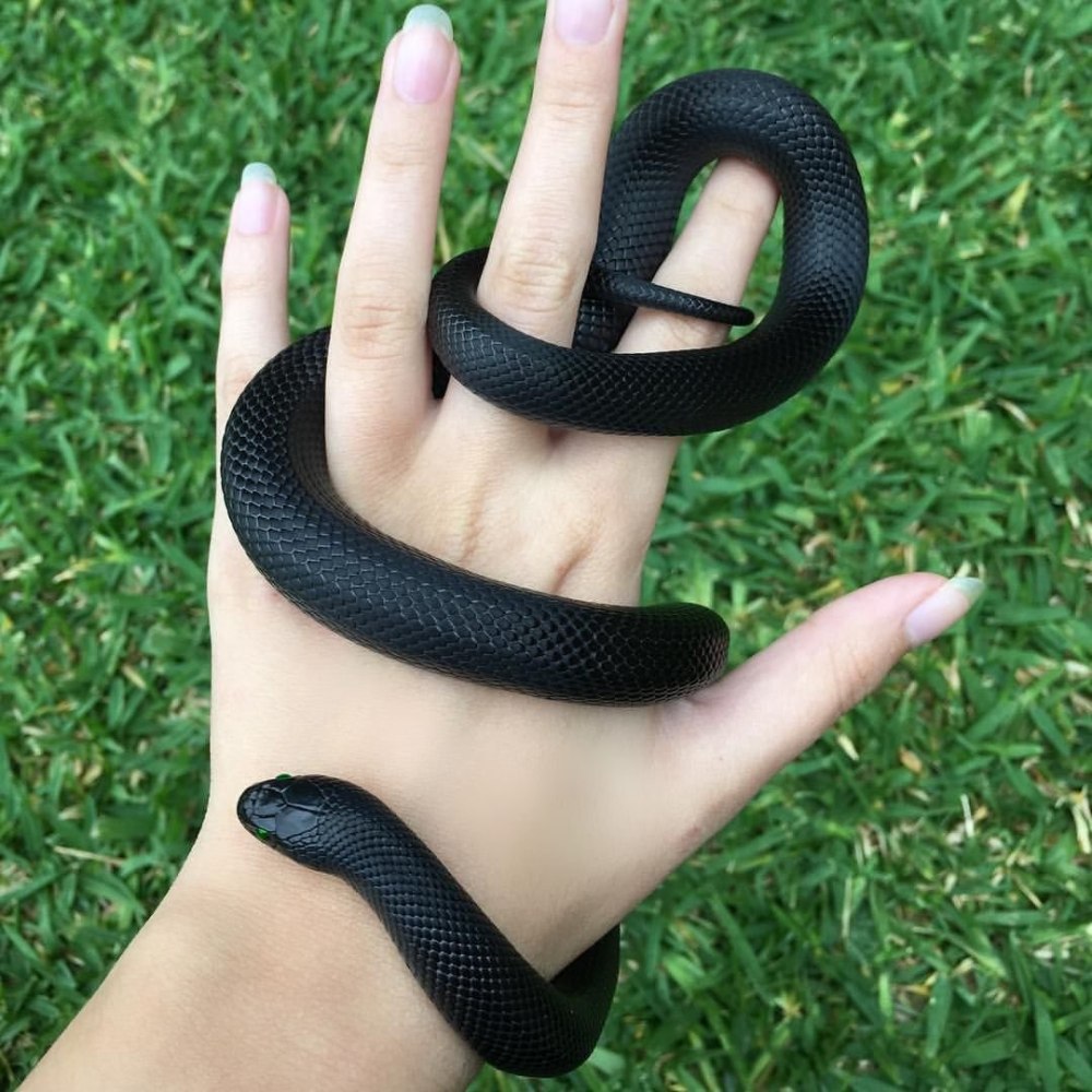 Lampropeltis getula Nigrita